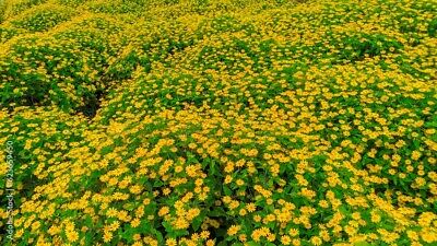 Wedelia Trilobata Live Rooted Cuttings - 10 Creeping Ground Cover, Tropical Daisy