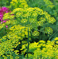 Dill Bouquet Seeds (Anethum graveolens) - 700 Seeds for Planting, Organic & Non-GMO