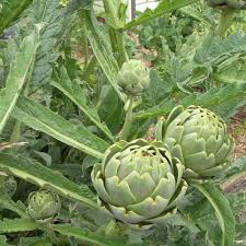 Green Globe Artichoke Seeds (Cynara scolymus) - 10 Seeds, Heirloom for Planting