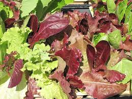 1000 Gourmet Lettuce Blend Seeds - Mixed Salad Lettuce (Butterhead, Romaine, Loose-Leaf) for Home Gardens