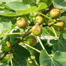 Fig Tree Crozes - Cold Hardy Unrooted Cutting (6-8 inches) for Propagation