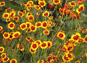 Plains Coreopsis (Coreopsis tinctoria) - Drought-Tolerant Wildflower Seed/Annual - Pollinator Garden