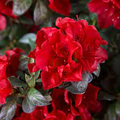 Encore Autumn Fire Azalea Plant - Deep Red, Deciduous, 4-10" Starter in Pot