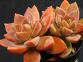 GraptoSedum California Sunset Unrooted Cuttings - 4x 2-3" Propagation Succulents