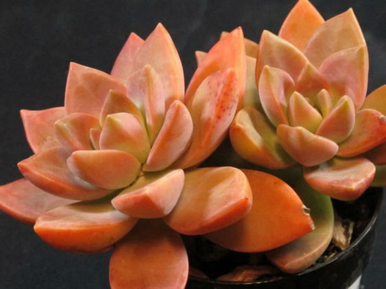 GraptoSedum California Sunset Unrooted Cuttings - 4x 2-3" Propagation Succulents