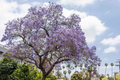 40 Purple Jacaranda Mimosifolia Seeds | Fast-Growing Tropical flowering Tree