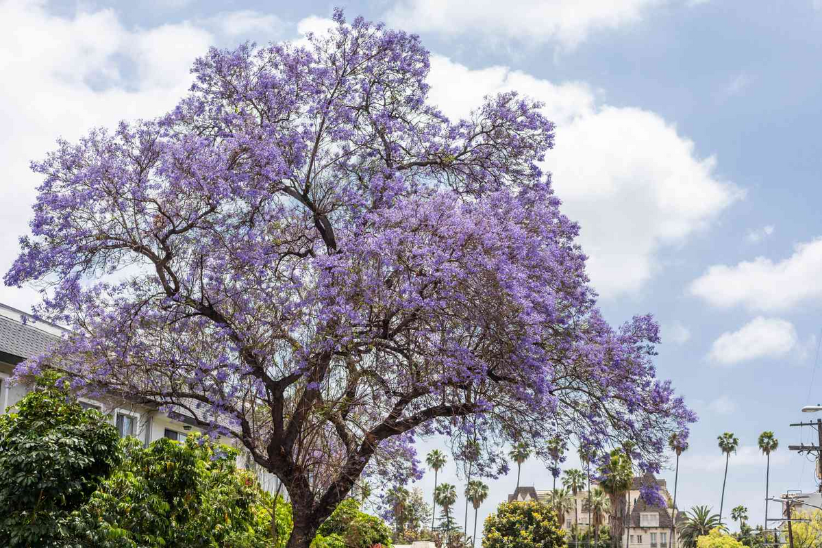 40 Purple Jacaranda Mimosifolia Seeds | Fast-Growing Tropical flowering Tree