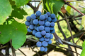 12 Organic Concord Grape Cuttings - Unrooted, 6" for Rooting (Vitis labrusca)