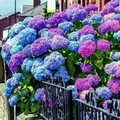 Hydrangea Seeds - Mixed Blue Pink Purple, 25 Seeds, Non-GMO, Perennial Flowering Shrub