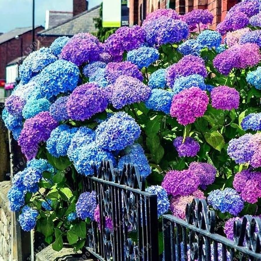 Hydrangea Seeds - Mixed Blue Pink Purple, 25 Seeds, Non-GMO, Perennial Flowering Shrub