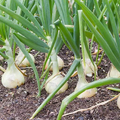 Blanco Duro Onion Seeds (Allium cepa) - 250 mg Heirloom White Onion for Planting
