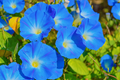 Heavenly Blue Morning Glory (Ipomoea tricolor) 50 Seeds – Sky Blue Climbing Vine
