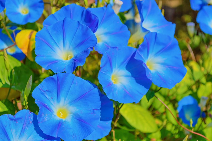 Heavenly Blue Morning Glory (Ipomoea tricolor) 50 Seeds – Sky Blue Climbing Vine
