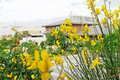 Spanish Broom Seeds (Spartium junceum) - Weavers Broom, Yellow Flowering Shrub Seeds