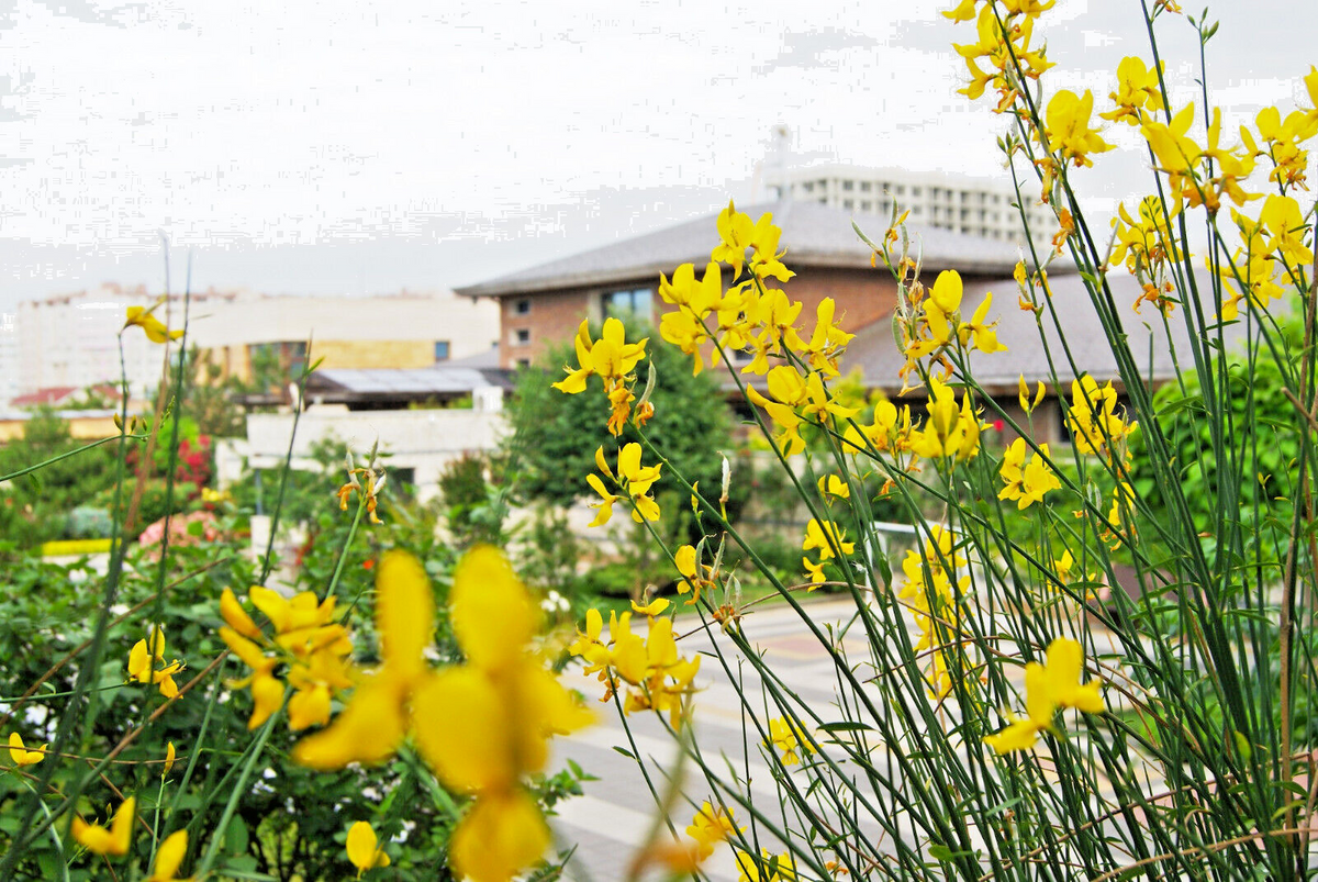 Spanish Broom Seeds (Spartium junceum) - Weavers Broom, Yellow Flowering Shrub Seeds