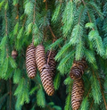 Norway Green Spruce Seeds (Picea abies) - 50 Seeds for Evergreen Landscaping