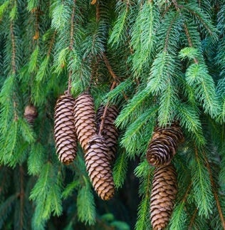 Norway Green Spruce Seeds (Picea abies) - 50 Seeds for Evergreen Landscaping