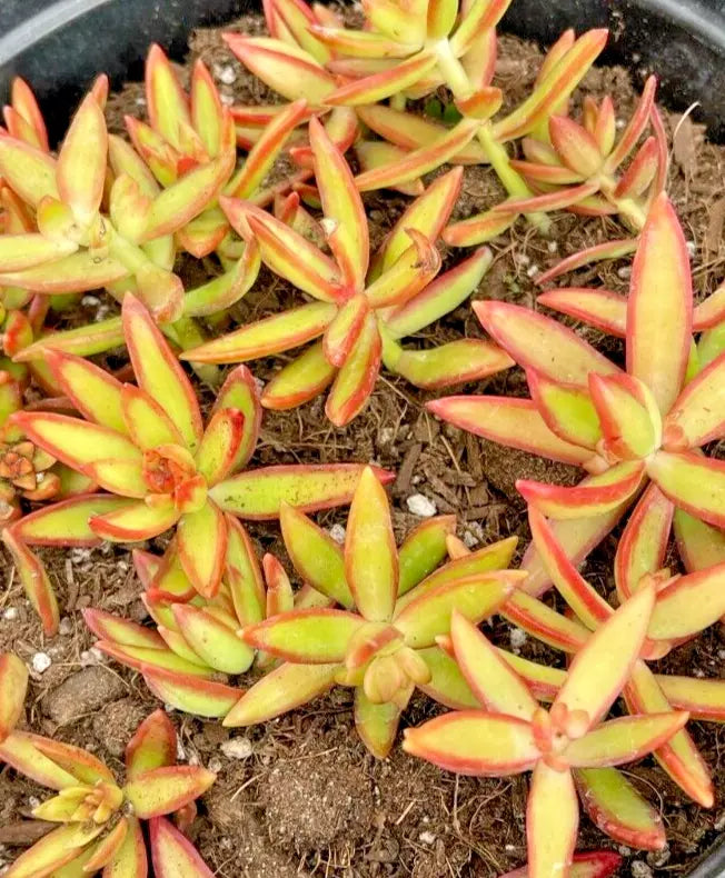 Sedum Adolphi 'Firestorm' 5 Rooted Live Cuttings | Drought-Tolerant Succulent