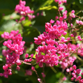 Pink Coral Vine Seeds (Antigonon leptopus) 5 Seeds - Mexican Creeper