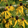 200 Seeds Clasping Coneflower (Echinacea amplexicaulis) - Hardy Perennial Wildflower