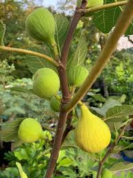 Grise St Jean Fig Tree Cuttings (Unrooted) - 3x 6-8", 3 Nodes