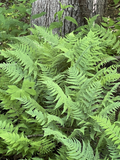 Leatherwood Ferns (Dryopteris marginalis) Bare Root Plants — Set of 3 | Native Woodland Shade Fern