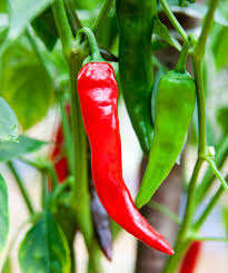 Sandia Hot Pepper Seeds (Capsicum annuum) - 250 mg Packet for Home Gardens