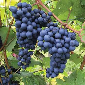 5 Cold Hardy Unrooted Grape Cuttings (Vitis spp.) - Easy to Root, Cold Tolerant Vine for Garden