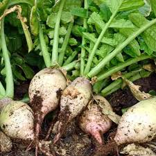 Turnip Seven Top Seeds (Brassica rapa) - 1000 mg Heirloom Green Leaf Seeds