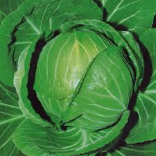 Cabbage Copenhagen Market Seeds - 250 Heirloom Brassica oleracea