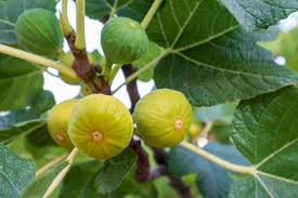 Rooted Yellow Long Neck Fig Plant (Ficus auriculata) - Starter Plant, Rare Tropical Fruit