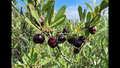 Sand Cherry Seeds Prunus pumila - 5 Seeds for Edible Fruit, Non-GMO