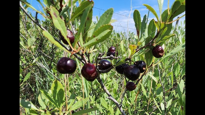 Sand Cherry Seeds Prunus pumila - 5 Seeds for Edible Fruit, Non-GMO
