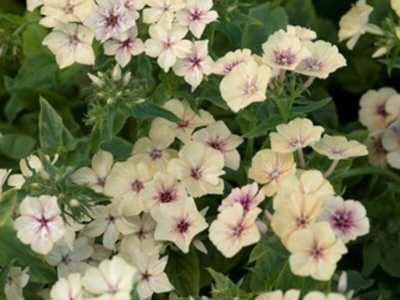 Crème Brûlée Phlox Seeds – 100+ Seed Pack, Fragrant Perennial for Beds & Borders