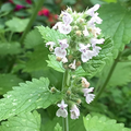 1000 Catnip Seeds (Nepeta cataria) - Perennial Herb, Non-GMO, Catmint