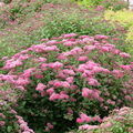 500 Pink Spiraea Seeds (S. tomentosa) - Hardy Flowering Shrub for Gardens & Landscaping