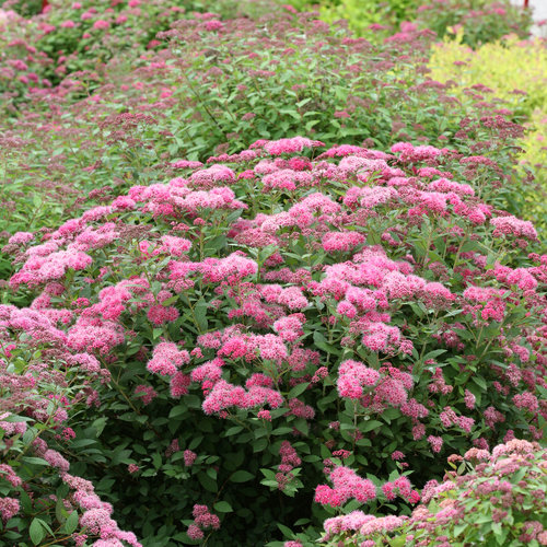 500 Pink Spiraea Seeds (S. tomentosa) - Hardy Flowering Shrub for Gardens & Landscaping