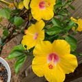 Pineland Hibiscus (Hibiscus aculeatus) 25 Seeds – Native Perennial, Yellow Wildflower, Pollinator-Friendly