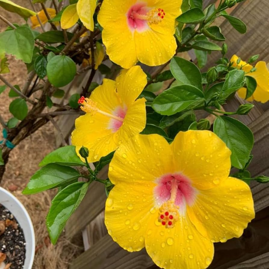 Pineland Hibiscus (Hibiscus aculeatus) 25 Seeds – Native Perennial, Yellow Wildflower, Pollinator-Friendly