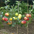 4 Star Apple Cutting (Annona sp.) 5-6" Unrooted for Grafting – Tropical Fruit Tree