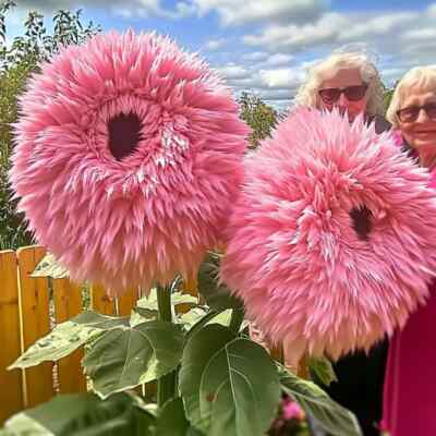 Pink Enchanting Giant Teddy Bear Sunflower Seeds - 50 Seeds - Pollinator Friendly