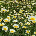 Garland Daisy Seeds (Glebionis coronaria) - 1000 Non-GMO Shungiku Edible Chrysanthemum Seeds