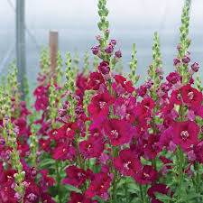 Chantilly Purple Snapdragon Seeds (Antirrhinum majus) – 1000 Seeds, Tall Fragrant Purple Blooms