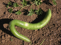 Cucuzzi Italian Edible Gourd Seeds (Cucurbita pepo) - 10 Non-GMO Open-Pollinated Seeds, Easy to Grow