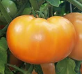 Mountain Gold Tomato Seeds - Heirloom, Non-GMO, Golden-Yellow