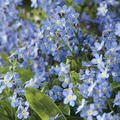 Forget Me Nots Ultramarine Dwarf Seeds - 200 Pack, Myosotis, Blue Biennial/Perennial