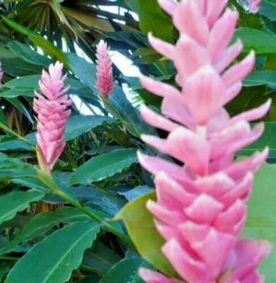 Arabic Ginger Alpinia purpurata Root Rhizome - 3-4 oz, Zones 7-10, Part Shade