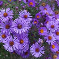 New England Aster Purple - 500 Seeds | Heirloom Perennial, Fall Planting, Non-GMO