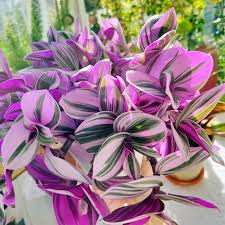 Tradescantia Nanouk Unrooted Cuttings (3-4") - Pink Wandering Jew