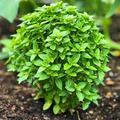 Spicy Globe Basil Seeds - Ocimum basilicum | Heirloom, Compact & Aromatic (200 Seeds)